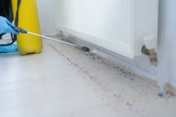 Best Termite Control Services  in East Mckeesport, PA