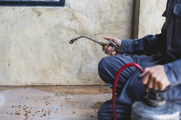 Best Local Pest Control Services  in East Mckeesport, PA